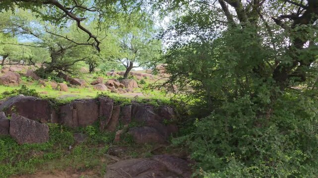 Grazing cattle wander peacefully across a verdant rural hillside landscape.