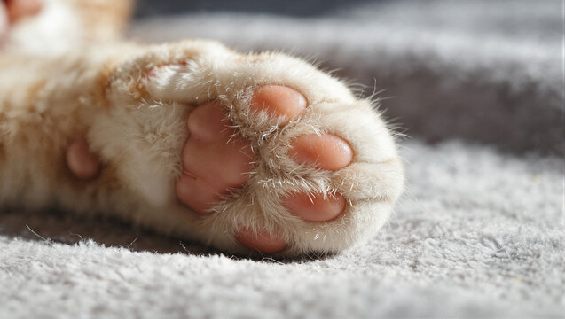Close-up of the underside of a cat paw with pink pads on gray fabric