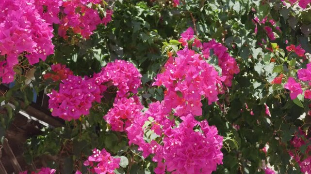 Vibrant pink bougainvillea flowers in full bloom cascade over a wooden trellis in a historic village on Alonnisos, a Greek island in the Northern Sporades, Greece