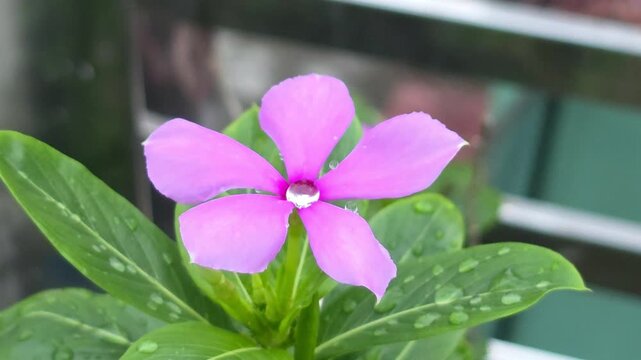 Pink Flower Blooming Among Green Leaves