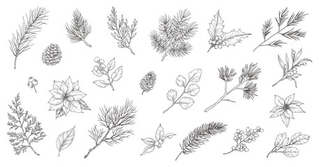 Obraz premium Winter branches, flowers, leaves. Hand drawn line art style plants for Christmas decor. Spruce branches, berries, holly, flowers, pine cones, coniferous greenery, poinsettia. Vector illustration