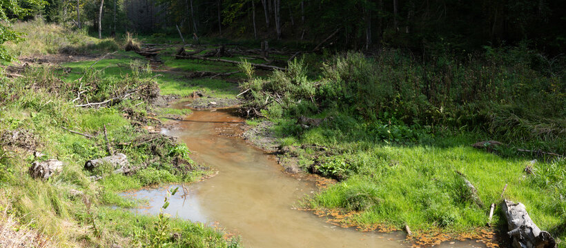 Broken Beaver Dam in a Forest Valley Stream.