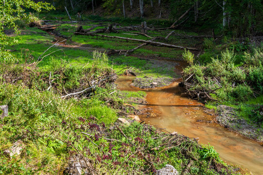 Broken Beaver Dam in a Forest Valley Stream.