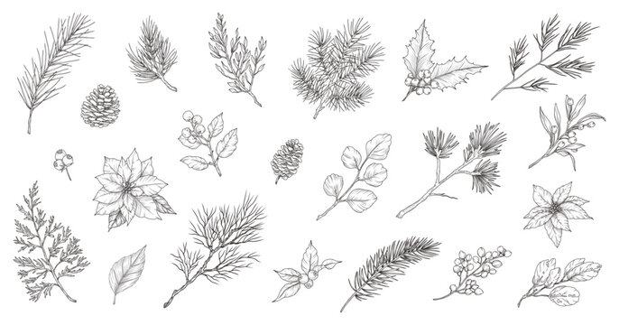 Winter branches, flowers, leaves. Hand drawn line art style plants for Christmas decor. Spruce branches, berries, holly, flowers, pine cones, coniferous greenery, poinsettia. Vector illustration