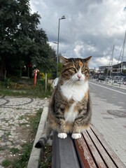 cat on the roof © Mert