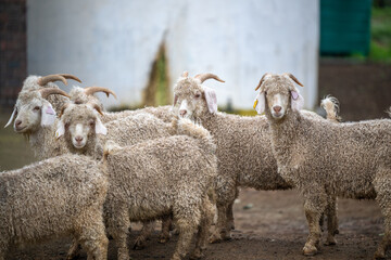 Obraz premium Group of angora goats looking at camera