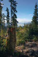 Tree stump beside a rocky forest trail with a distant mountain valley view, surrounded by coniferous woodland and lush vegetation. © ukasz