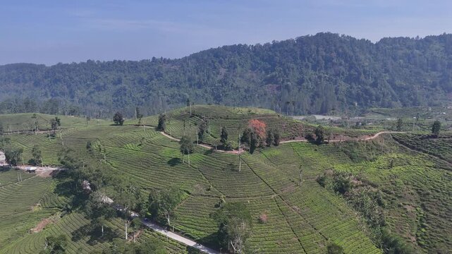 Aerial drone footage captures the beauty of rolling hills stretching across the landscape, surrounded by vast, lush green tea plantations.