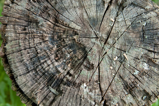 Top view of an old tree stump showing wood texture, growth rings and numerous axe marks from chopping firewood.