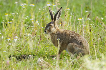 a hare lying in wait among wildflowers, a hare amidst white blossoms in a wildflower meadow  a brown hare with large ears looking at the camera in the sunlight  Leporidae © Rebecca