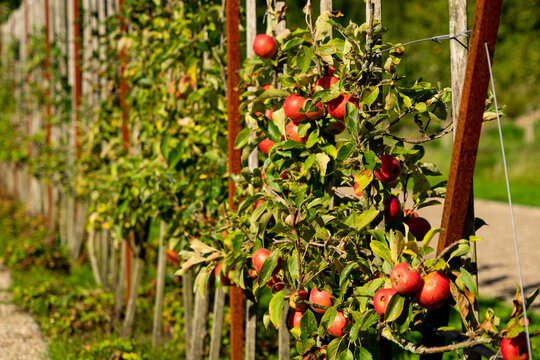 Bright red apples hanging on branches trained along a wooden espalier frame, showing traditional fruit growing techniques in a sunlit kitchen garden.