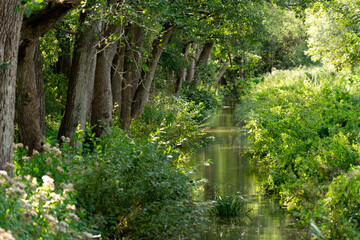 Obraz premium Scenic view of a calm river winding through a dense green forest with overhanging deciduous trees and lush vegetation in bright daylight.
