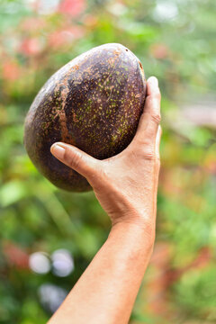 Holding a Giant Avocado at a Farm in Piribebuy, Paraguay