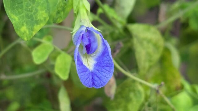 Blue Butterfly Pea Flower Blooming