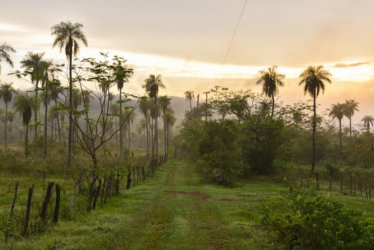A Misty Morning at a Farm in Piribebuy, Paraguay