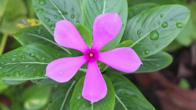 Pink Periwinkle Bloom With Fresh Leaves