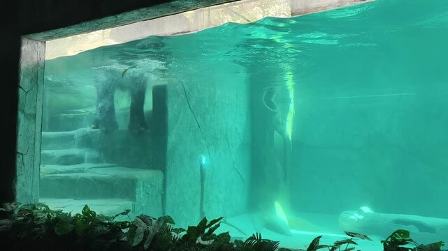 Elephant swimming underwater in a large turquoise pool, surrounded by bubbles and framed by lush green plants and a wooden fence. 