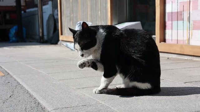 Black and White Bicolor Cat Grooming Itself with One Front Paw Raised Outdoors
