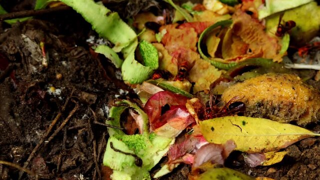 Black-bellied hornets and yellow-legged Asian hornets gather and feed on discarded fruit lying on the ground in a natural outdoor environment during the monsoon season in Himachal Pradesh, India.