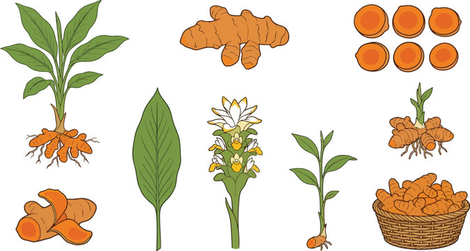 Turmeric Plant Vector Set with Root, Leaves, Flower, Sliced Rhizome and Basket Illustration