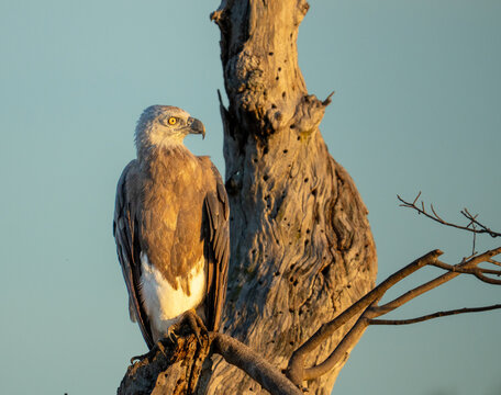 Gray-headed Fish-Eagle Perched on Dead Tree at Golden Hour in Sri Lanka