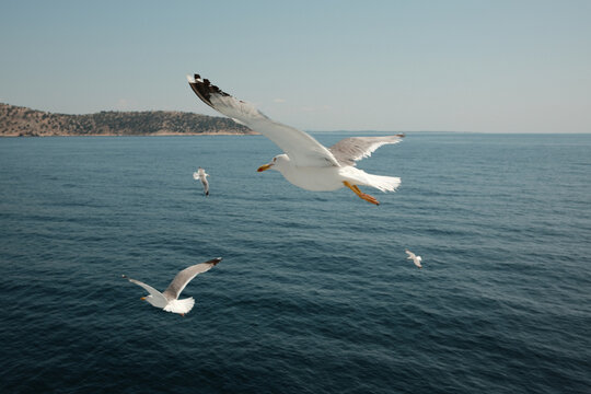 Close-up of a gull