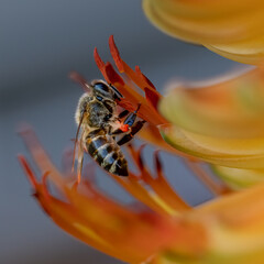 A vibrant macro photograph of a honey bee collecting nectar from the vivid orange florets of a flowering succulent. The close-up perspective reveals intricate details of the bee's fuzzy body, segmente © robbyh