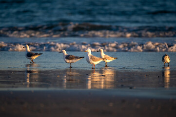 A group of seagulls stands along the water's edge as the warm glow of sunset reflects across wet sand, creating a peaceful coastal wildlife scene with gentle waves in the background. © robbyh