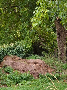 Overgrown garden corner with compost heap under grown deciduous tree and old ivy