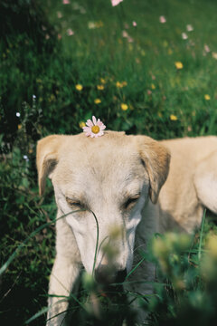 Dog resting in grass with flower on its head