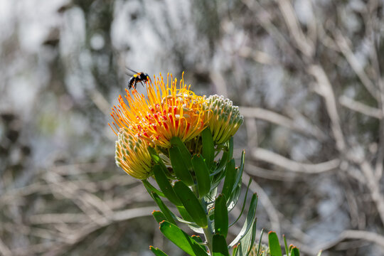 A Carpenter Bee hovering over and feeding on a pincushion protea a distinctive member of the Proteaceae family native to South Africa's fynbos biome.