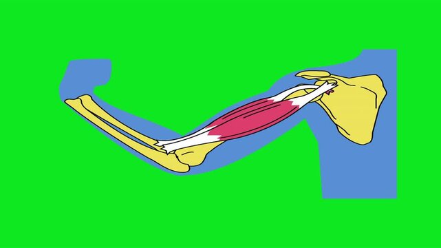 Animated human arm anatomy showing biceps muscle flexion and bone structure