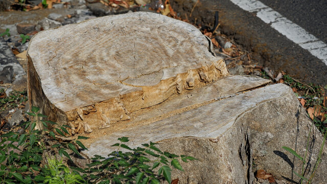Large cut wooden tree stump with visible growth rings sitting along a paved roadside in daylight sunlight.