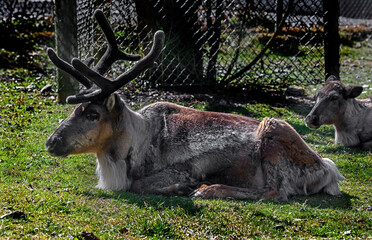 Reindeer near the fence © Mikhail Blajenov