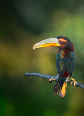 Araçari on his branch in Amazonia  © Tom