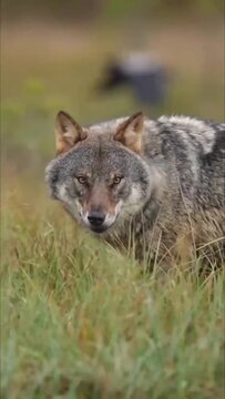 Grey Wolf Stalking Slowly Through Tall Grass Field Close Up
