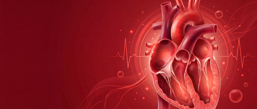 Human heart anatomical cross section with ecg heartbeat line, blood cells, and glowing light effects on red background with copy space