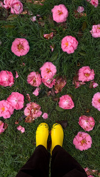 Yellow Rain Boots Among Fallen Pink Flowers