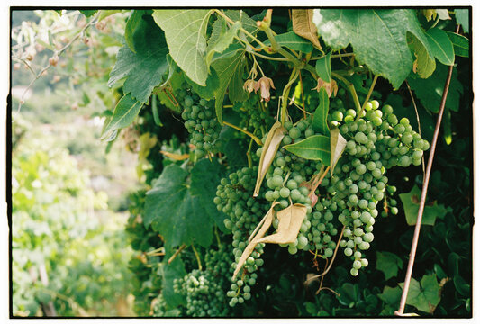 Dense Clusters of Unripe Green Grapes on Vine in Madeira