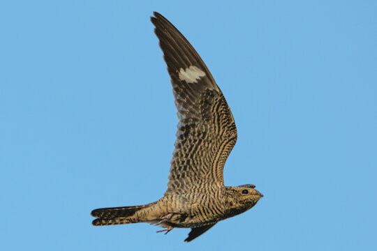Closeup of a common nighthawk in flight.