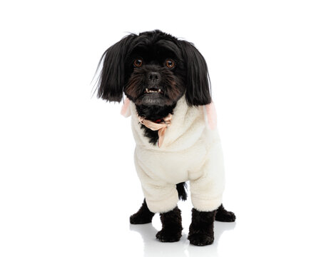 Adorable bichon metis dog standing and looking forward