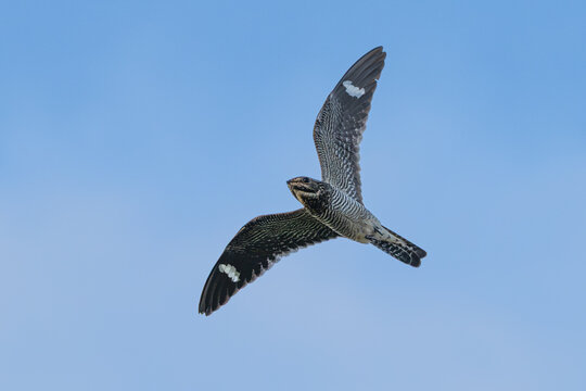 Closeup of a common nighthawk in flight.