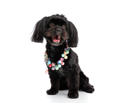 Stylish bichon metis dog wearing colorful necklace