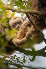 Baby howler monkey © Tom