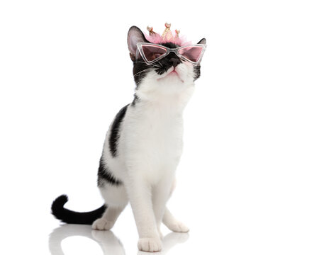 Elegant kitten wearing tiara and eyeglasses