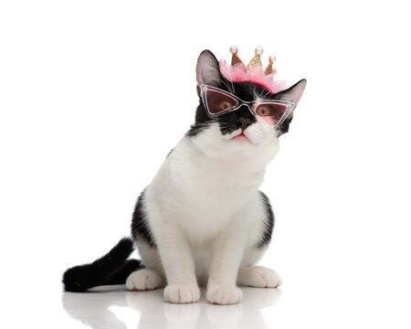 Fancy tuxedo kitten with tiara and eyeglasses
