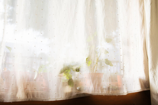 Potted Plants Behind Sheer Curtain