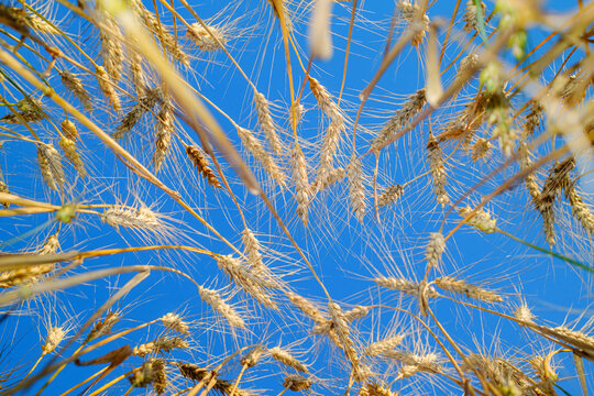 Wheat Field View From Below With Clear Blue Sky