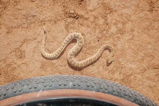 Rattlesnake With Bicycle Tire