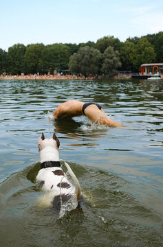 Dog Swims Near Person in Summer Lake In Public Nature Park